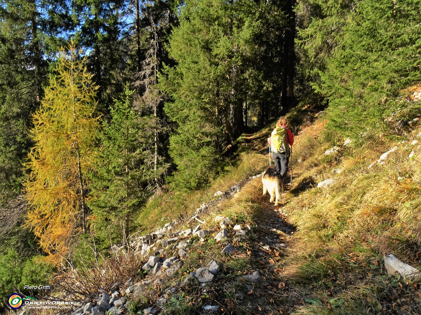 72 Dalla faggeta passiamo alla abetaia .JPG